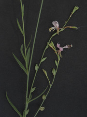 Oenothera podocarpa