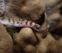Gymnothorax gracilicauda
