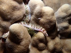 Gymnothorax gracilicauda
