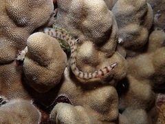 Gymnothorax gracilicauda