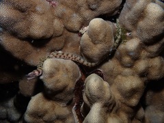 Gymnothorax gracilicauda