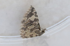 Alucita phricodes