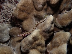 Gymnothorax gracilicauda
