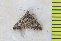 Alucita phricodes