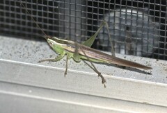 Conocephalus upoluensis