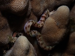 Gymnothorax gracilicauda