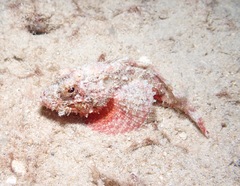 Scorpaenidae