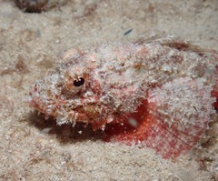 Scorpaenidae