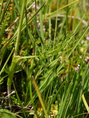 Selinum pyrenaeum