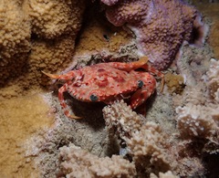 Goniosupradens hawaiensis