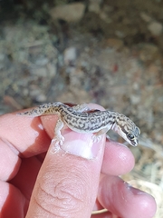 Pachydactylus geitje