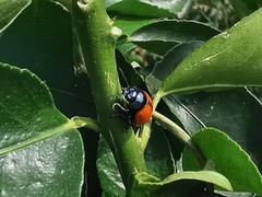 Labidomera suturella