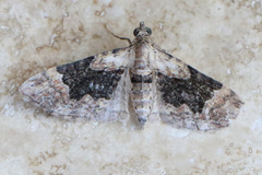Mnesiloba eupitheciata