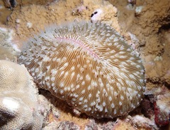 Lobactis scutaria