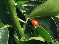 Labidomera suturella