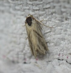 Eublemma cochylioides