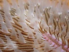Lobactis scutaria