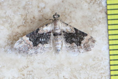 Mnesiloba eupitheciata