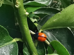 Labidomera suturella