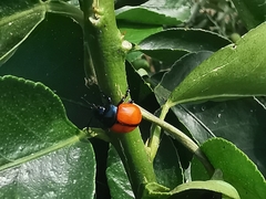 Labidomera suturella