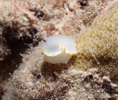 Ardeadoris scottjohnsoni