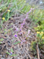 Veronica perfoliata
