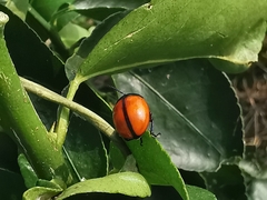 Labidomera suturella