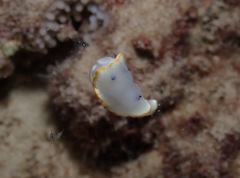 Ardeadoris scottjohnsoni