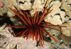 Heterocentrotus mamillatus