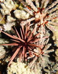 Heterocentrotus mamillatus