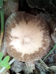 Psathyrella