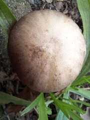 Psathyrella