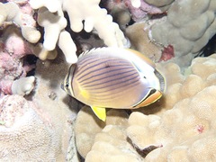 Chaetodon lunulatus