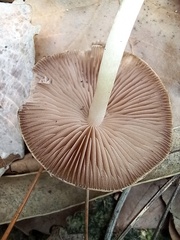 Psathyrella