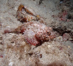 Scorpaenidae