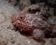 Scorpaenidae