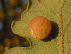 Cynips quercus