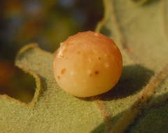 Cynips quercus