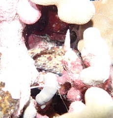 Enchelycore pardalis