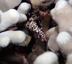 Enchelycore pardalis