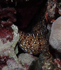 Enchelycore pardalis