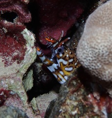 Enchelycore pardalis