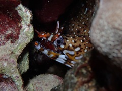 Enchelycore pardalis
