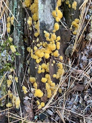 Dacrymyces corticioides