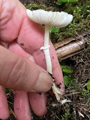 Lepiota castaneidisca