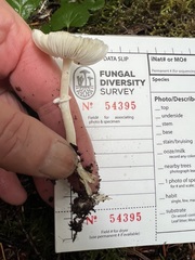 Lepiota castaneidisca