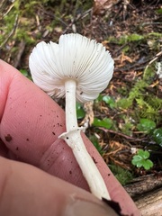 Lepiota castaneidisca