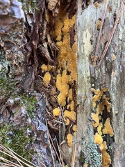 Dacrymyces corticioides