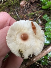 Lepiota castaneidisca