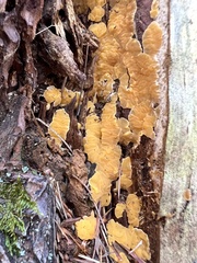 Dacrymyces corticioides